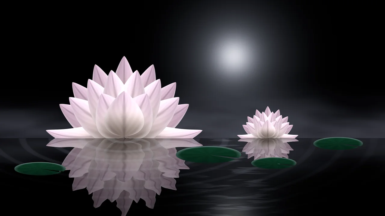 Black Lotus Flower desktop wallpaper in 4K