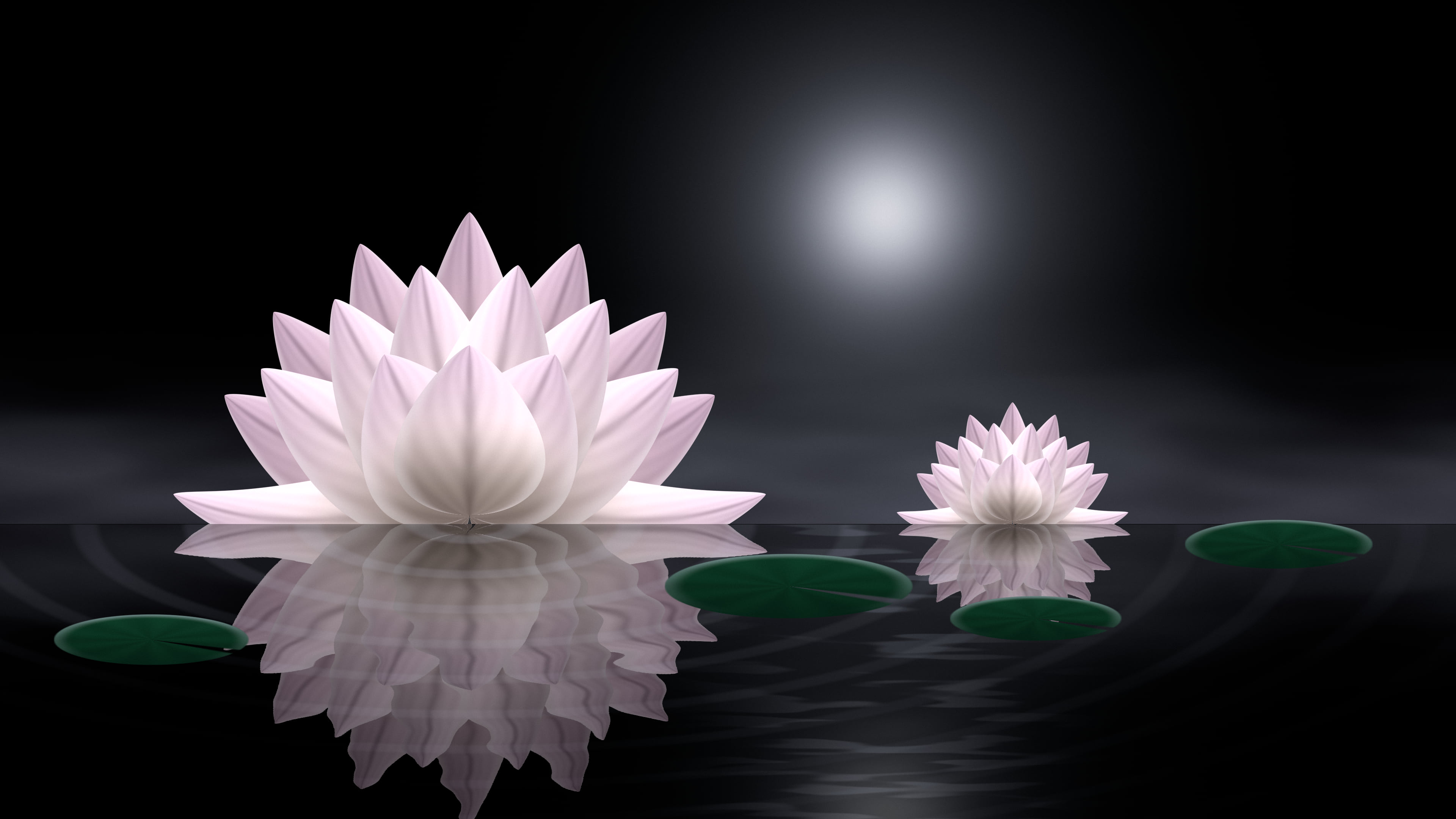 Black Lotus Flower desktop wallpaper in 4K