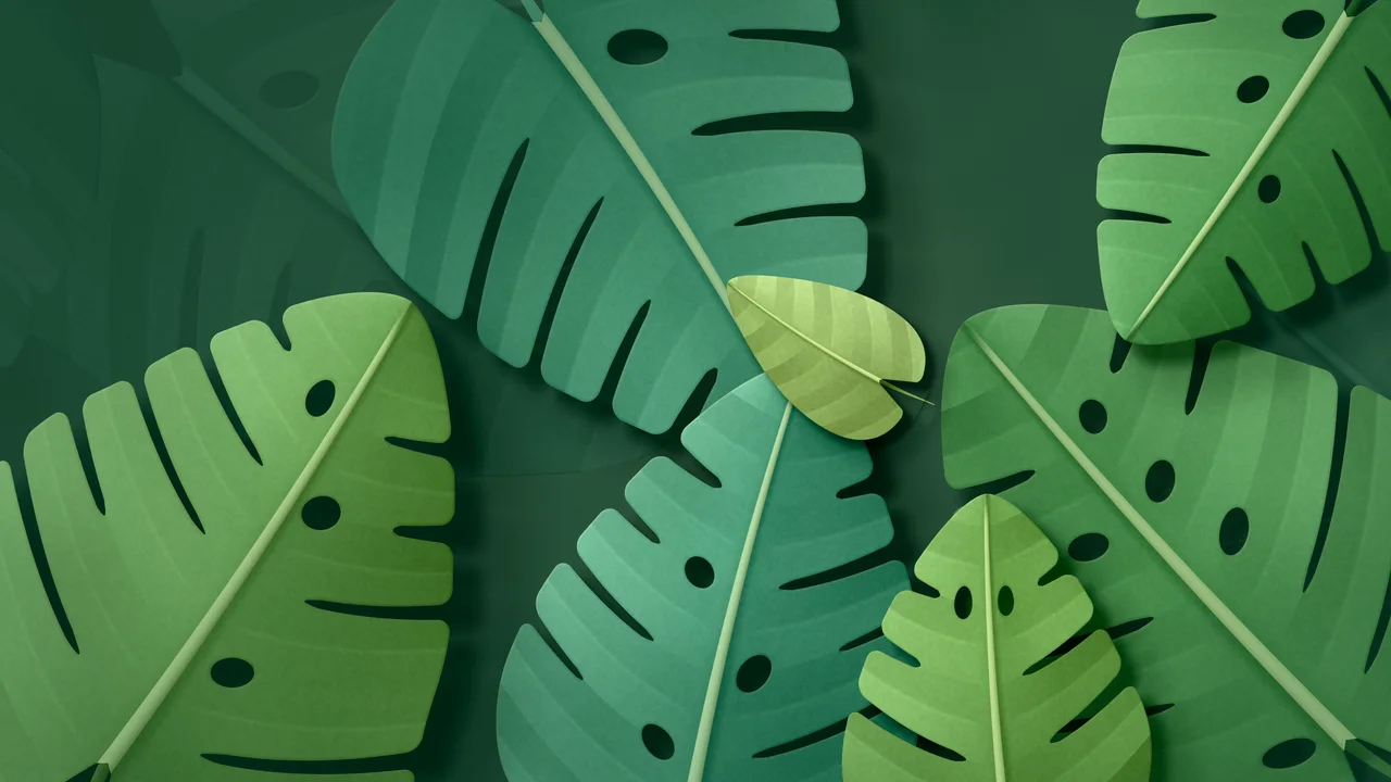 Dark Green Paper Monstera Leaves desktop wallpaper in 4K