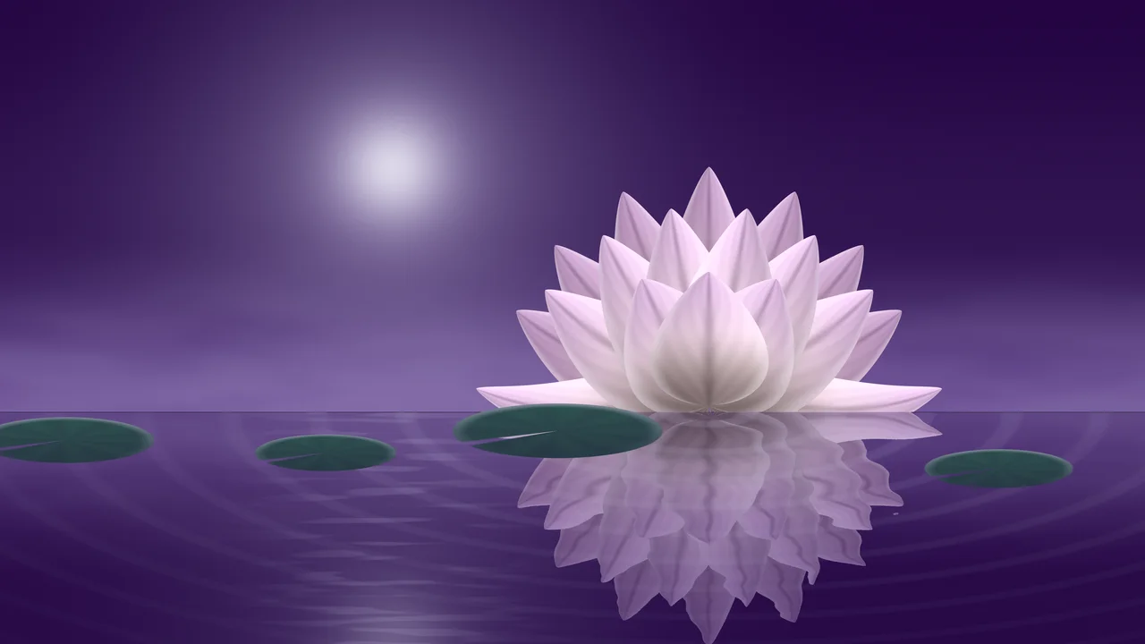 Dark Purple Lotus Flower desktop wallpaper in 4K