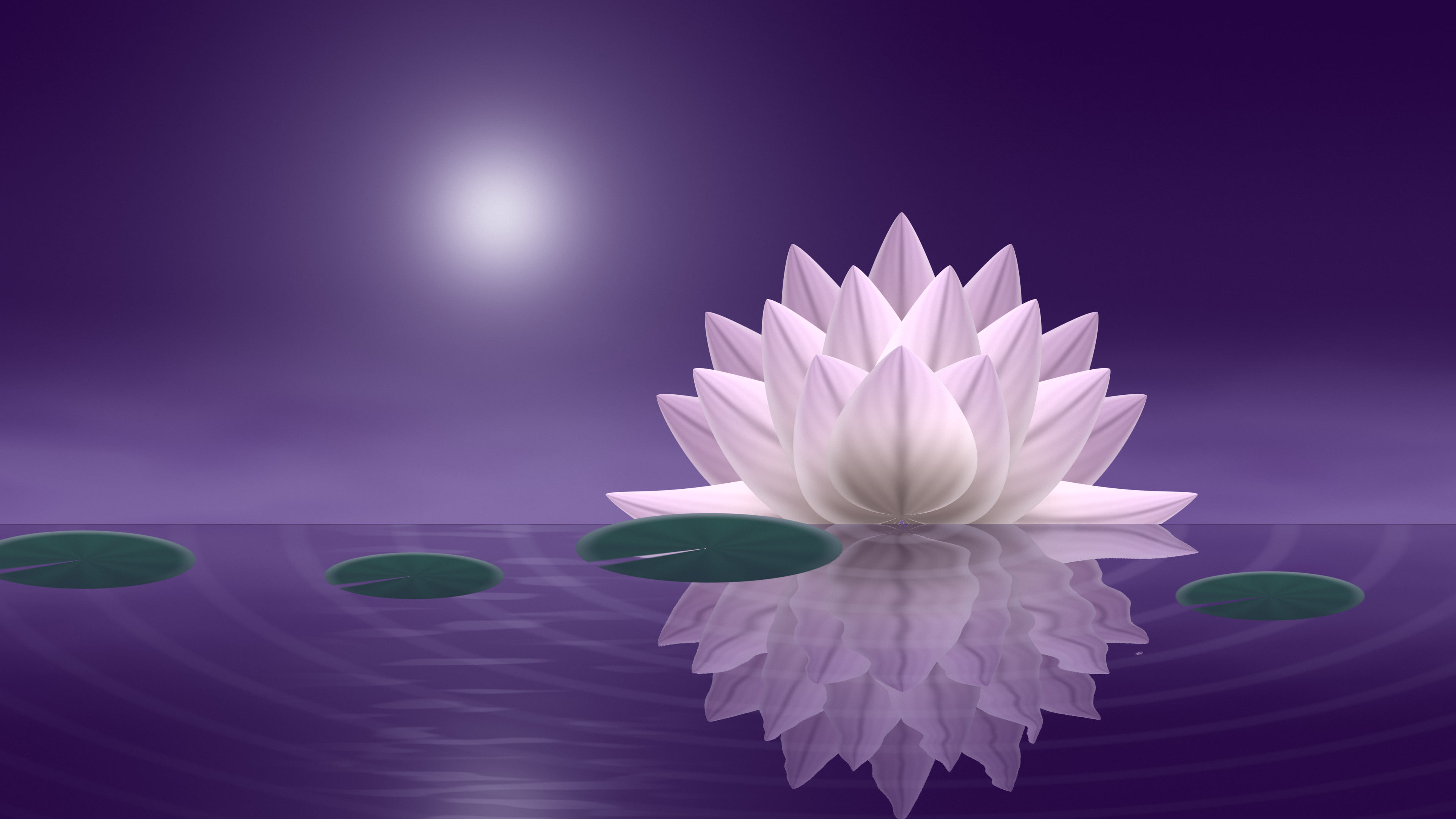 Dark Purple Lotus Flower desktop wallpaper in 4K