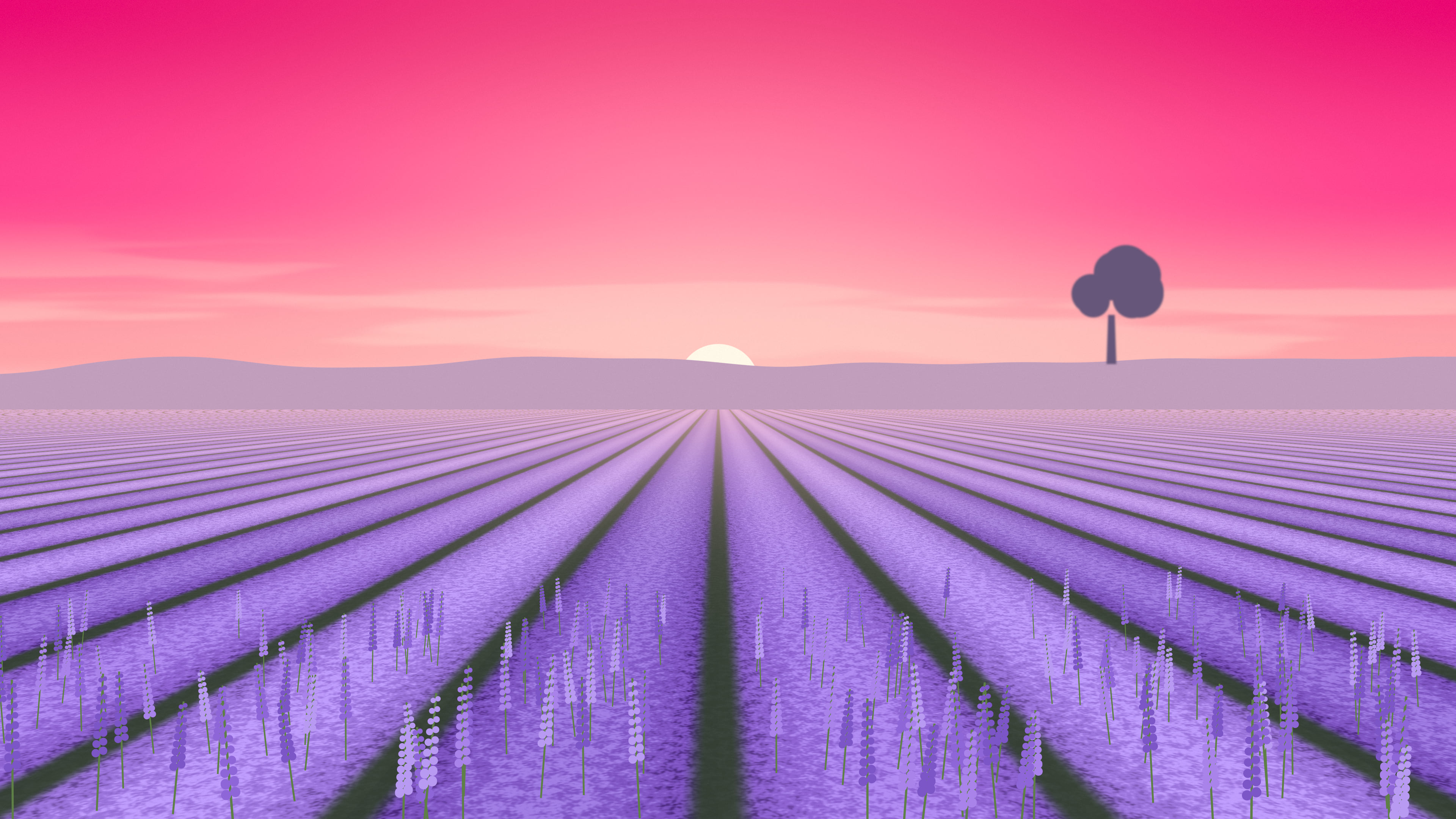Hot Pink Lavender Field desktop wallpaper in 4K