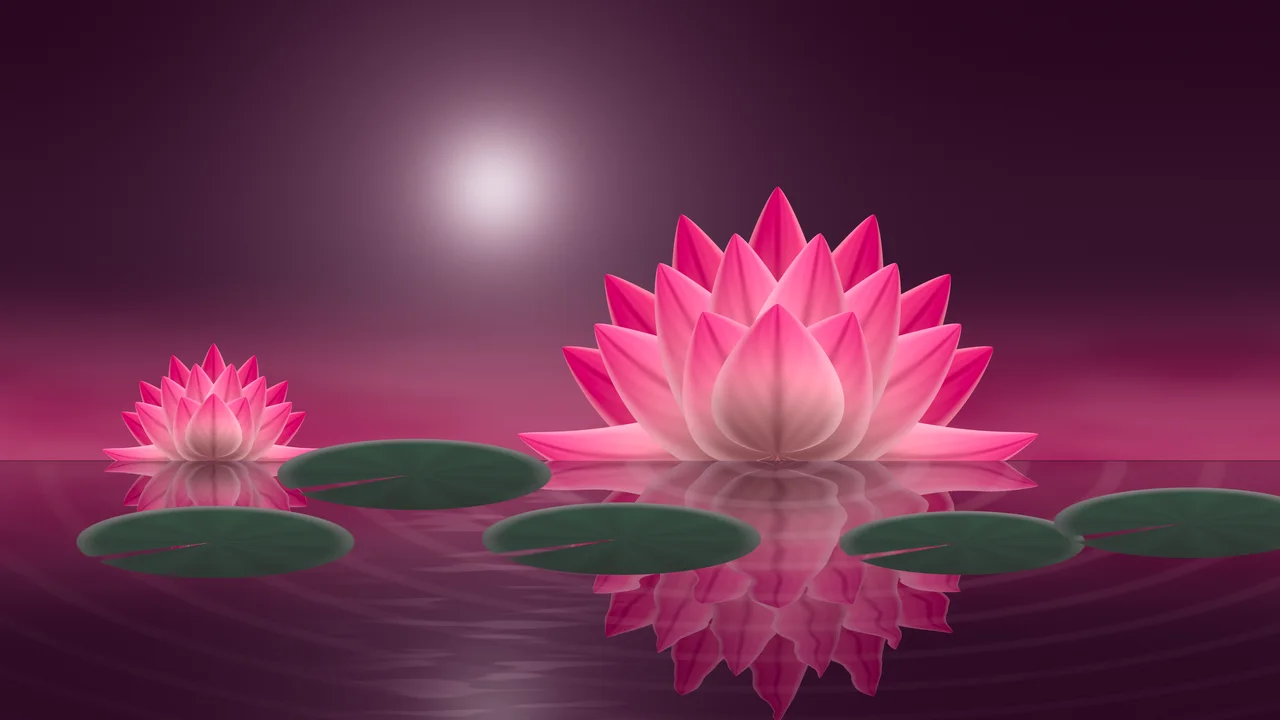 Hot Pink Lotus Flower desktop wallpaper in 4K