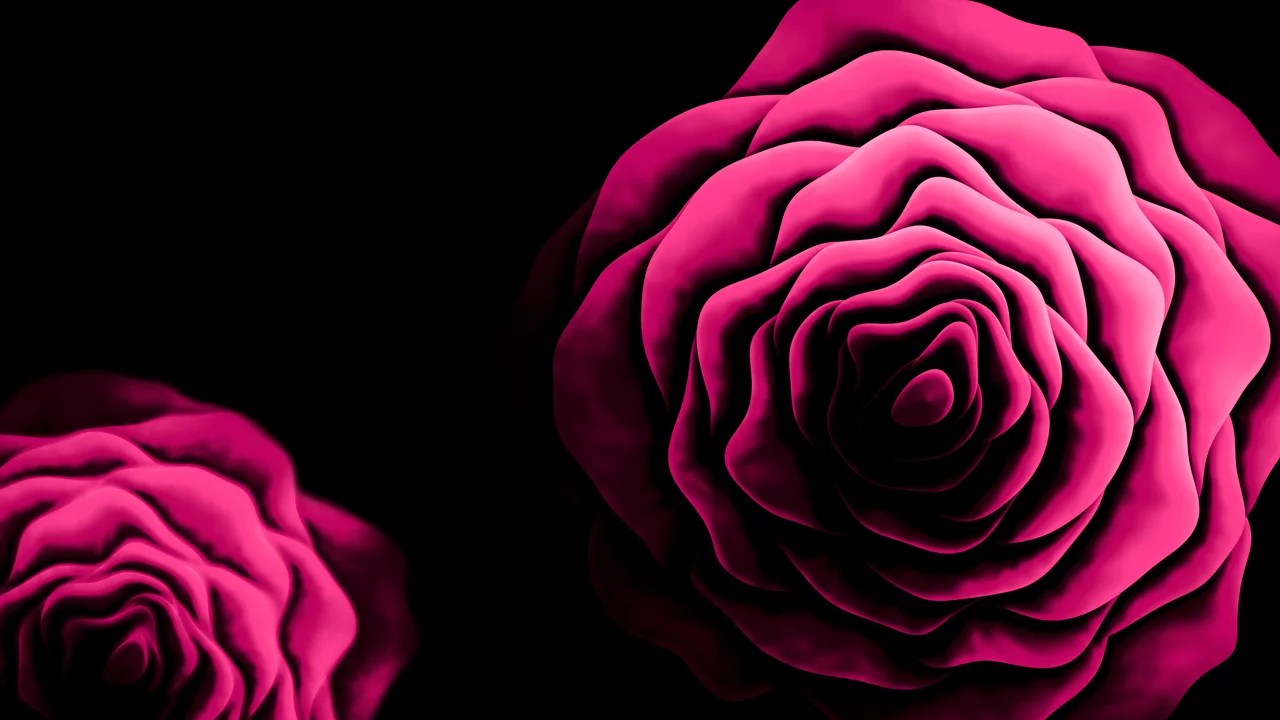 Hot Pink Rose from Above desktop wallpaper in 4K