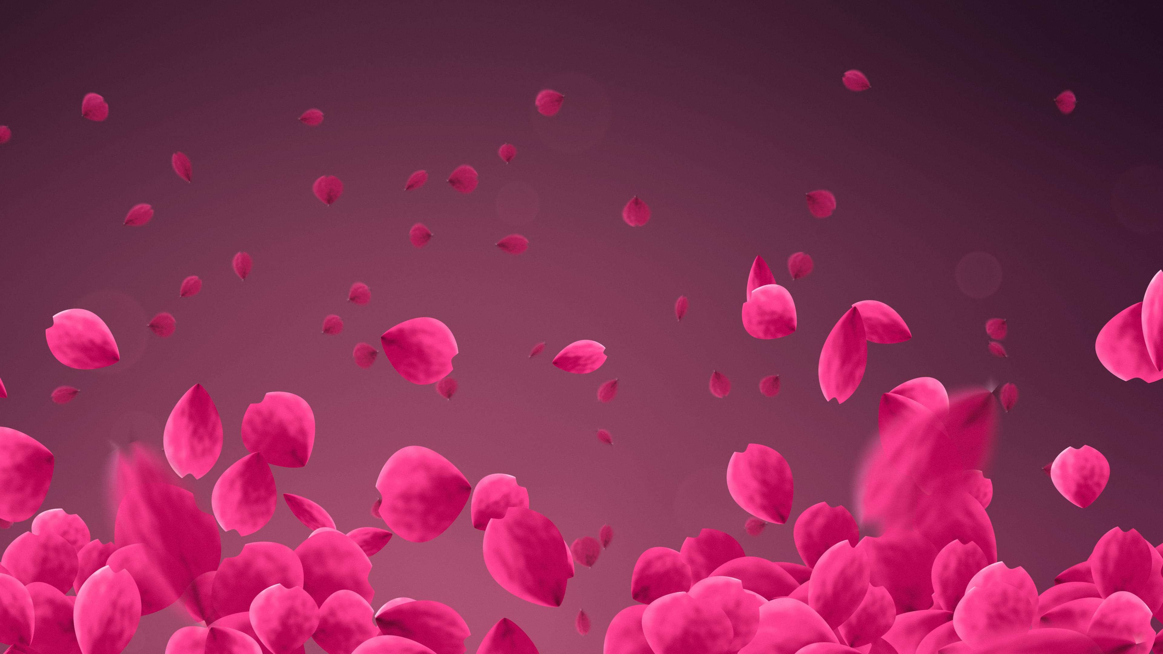 Hot Pink Rose Petals desktop wallpaper in 4K