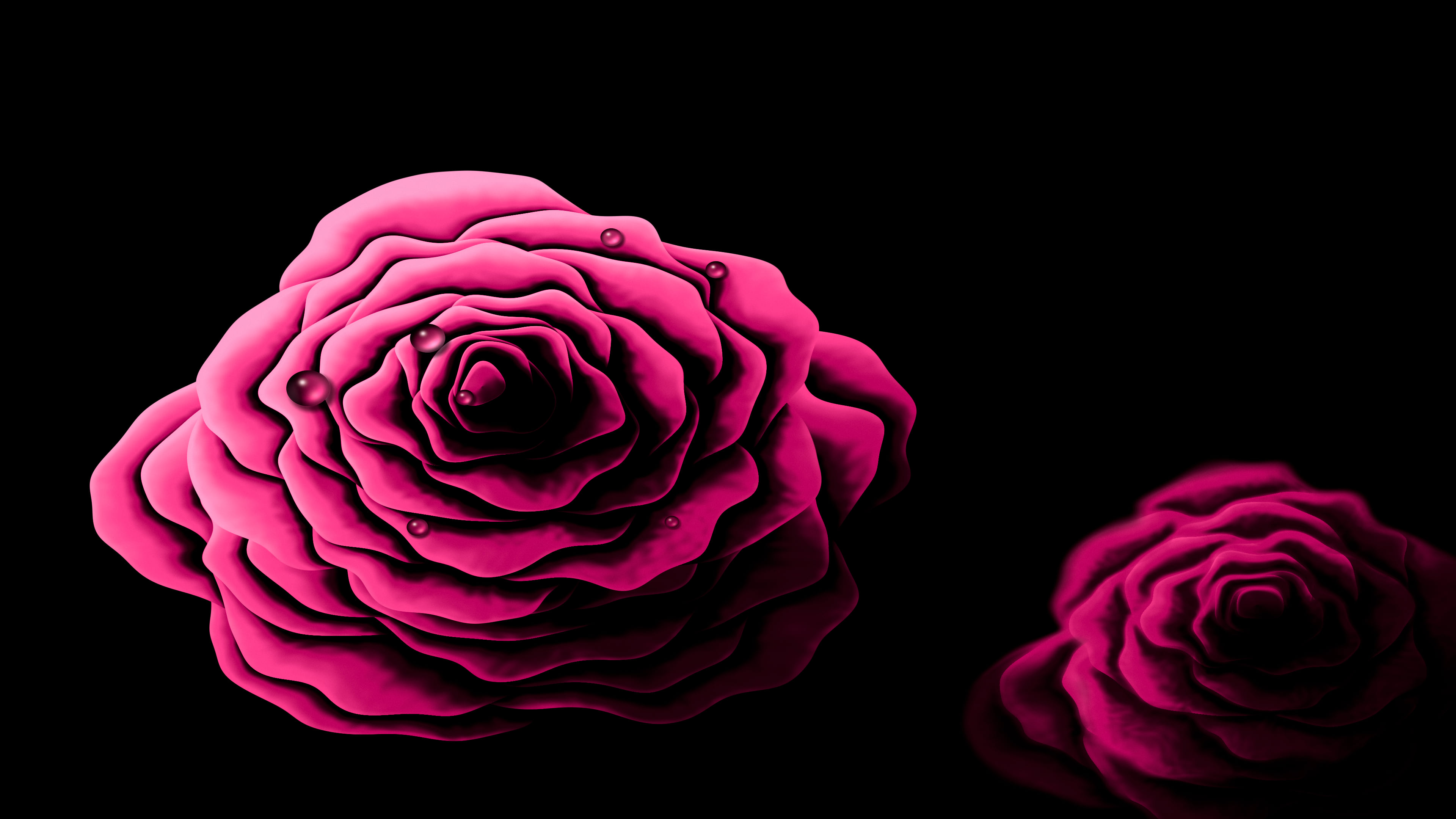 Hot Pink Rose with Dew Drops desktop wallpaper in 4K