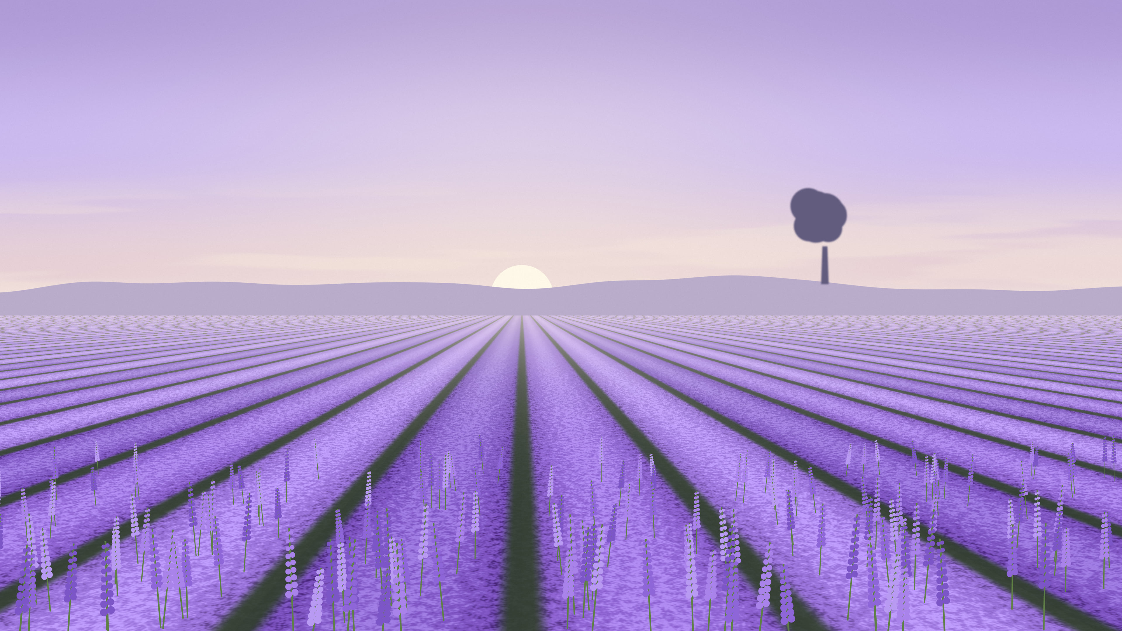 Lavender Field desktop wallpaper in 4K