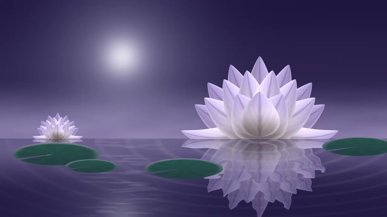 Lavender Lotus Flower desktop wallpaper in 4K