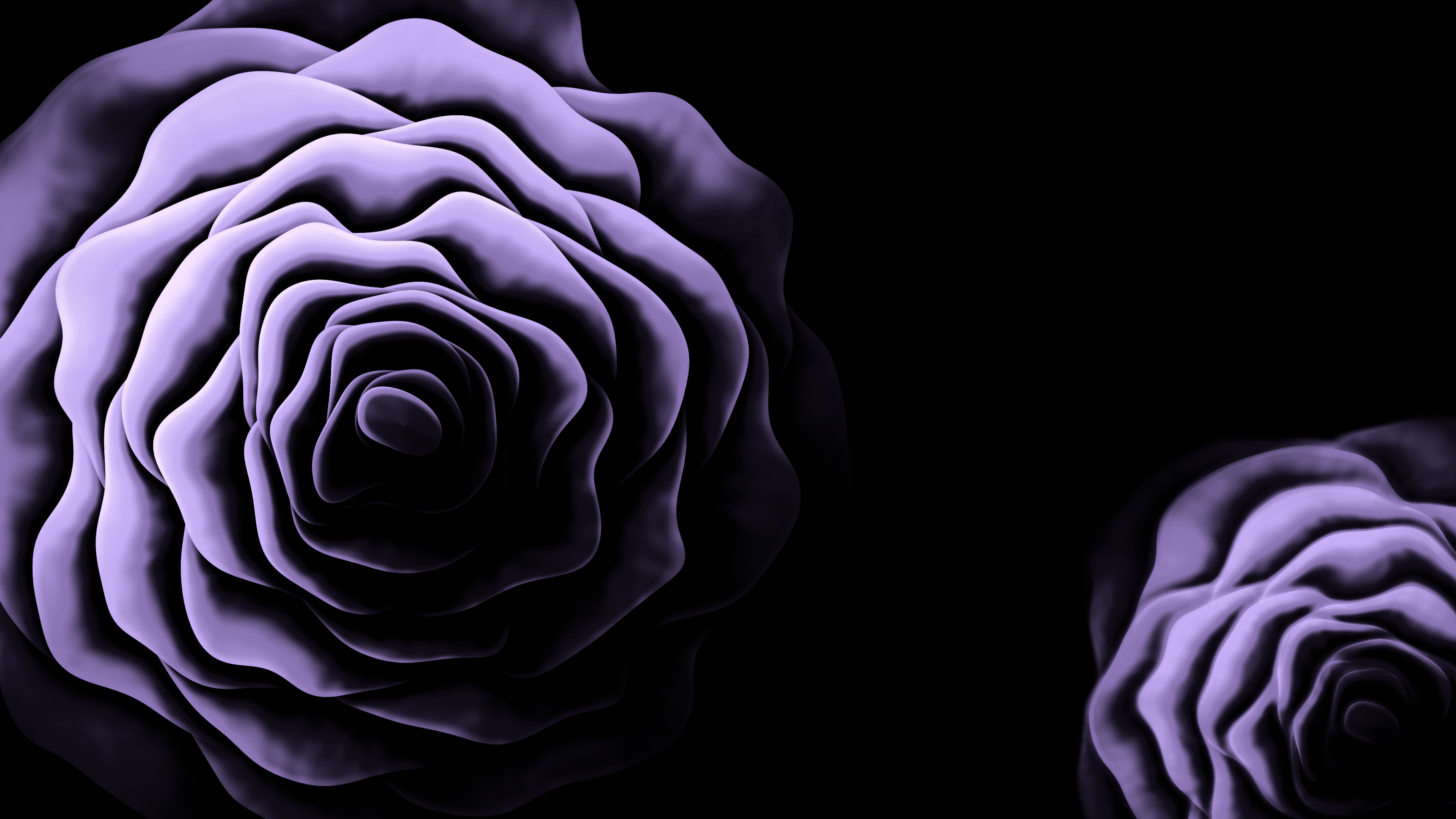 Lavender Rose from Above desktop wallpaper in 4K