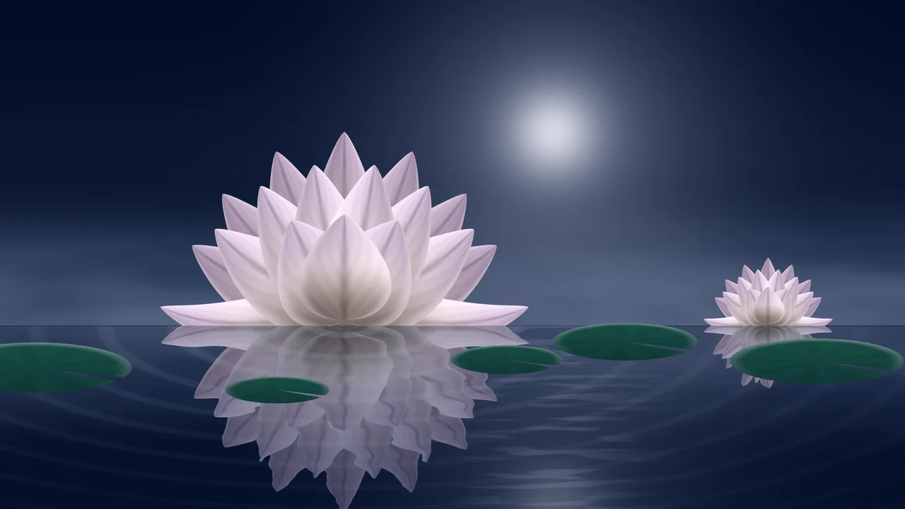 Navy Lotus Flower desktop wallpaper in 4K