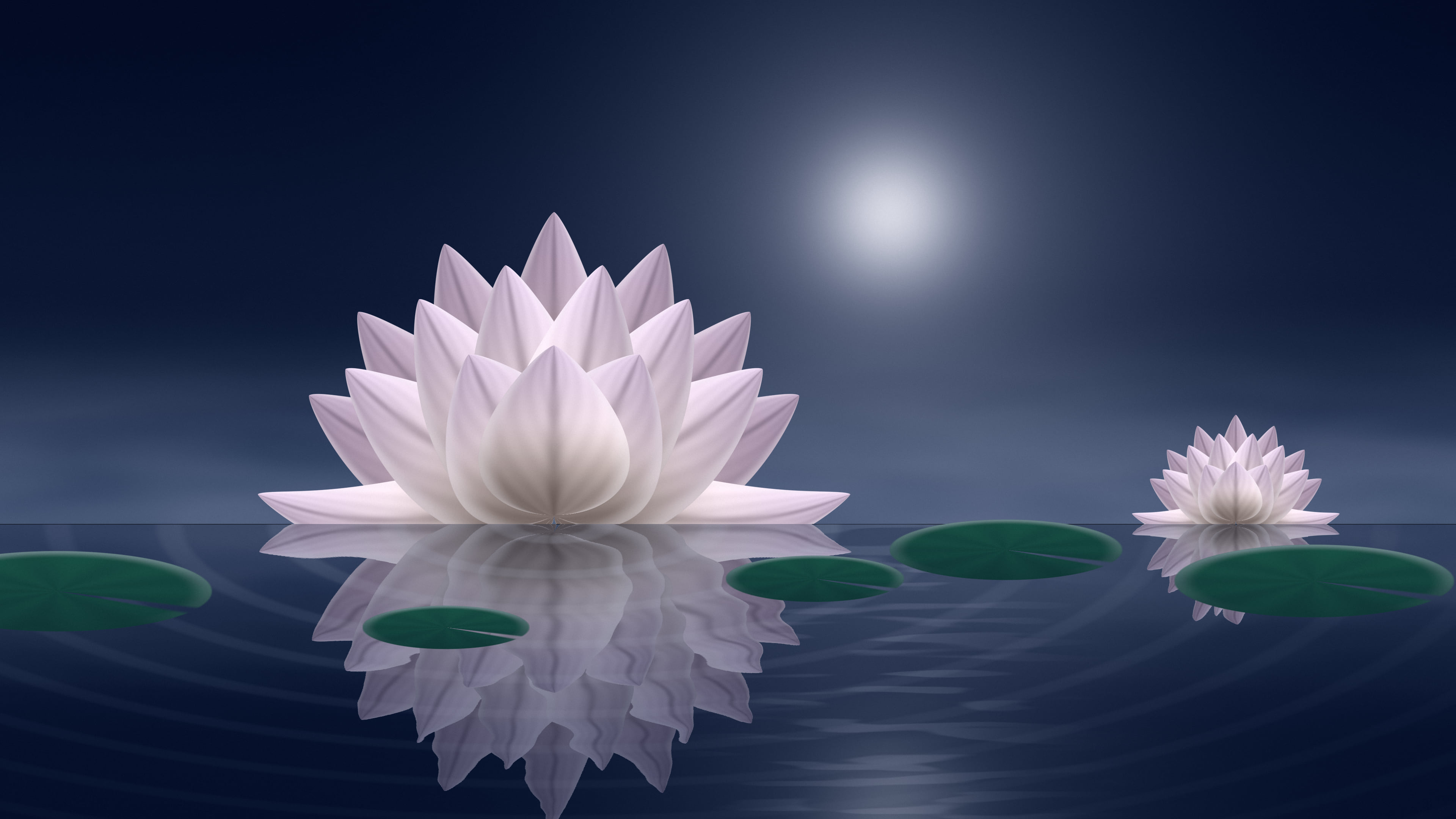 Navy Lotus Flower desktop wallpaper in 4K