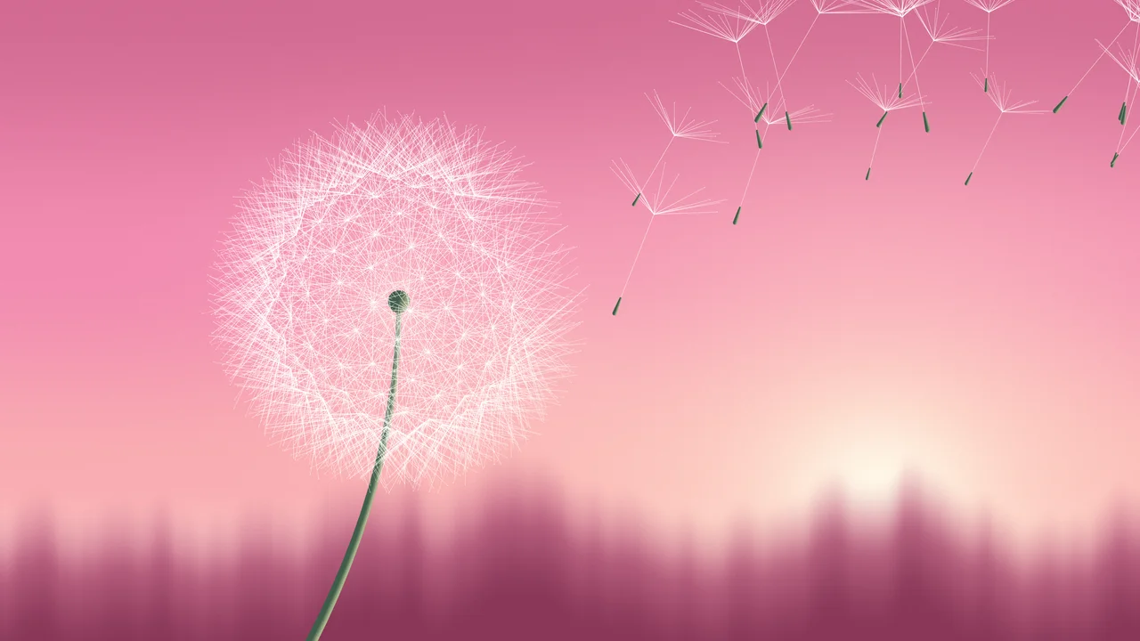 Pink Dandelion desktop wallpaper in 4K