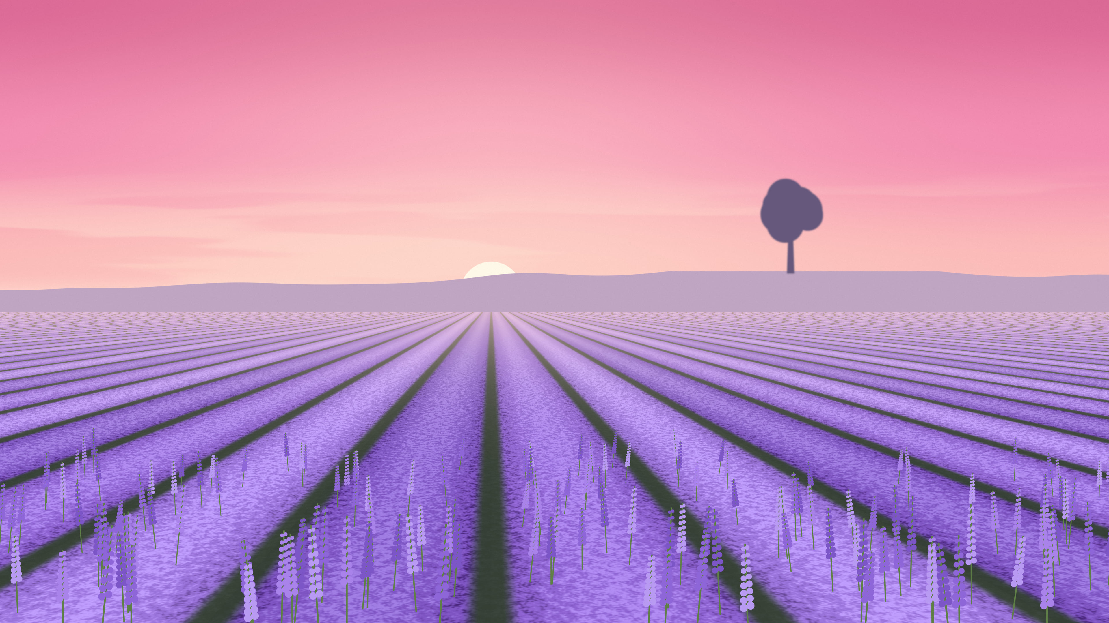 Pink Lavender Field desktop wallpaper in 4K