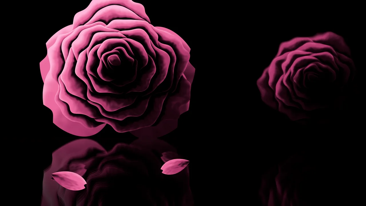 Pink Rose Reflection desktop wallpaper in 4K