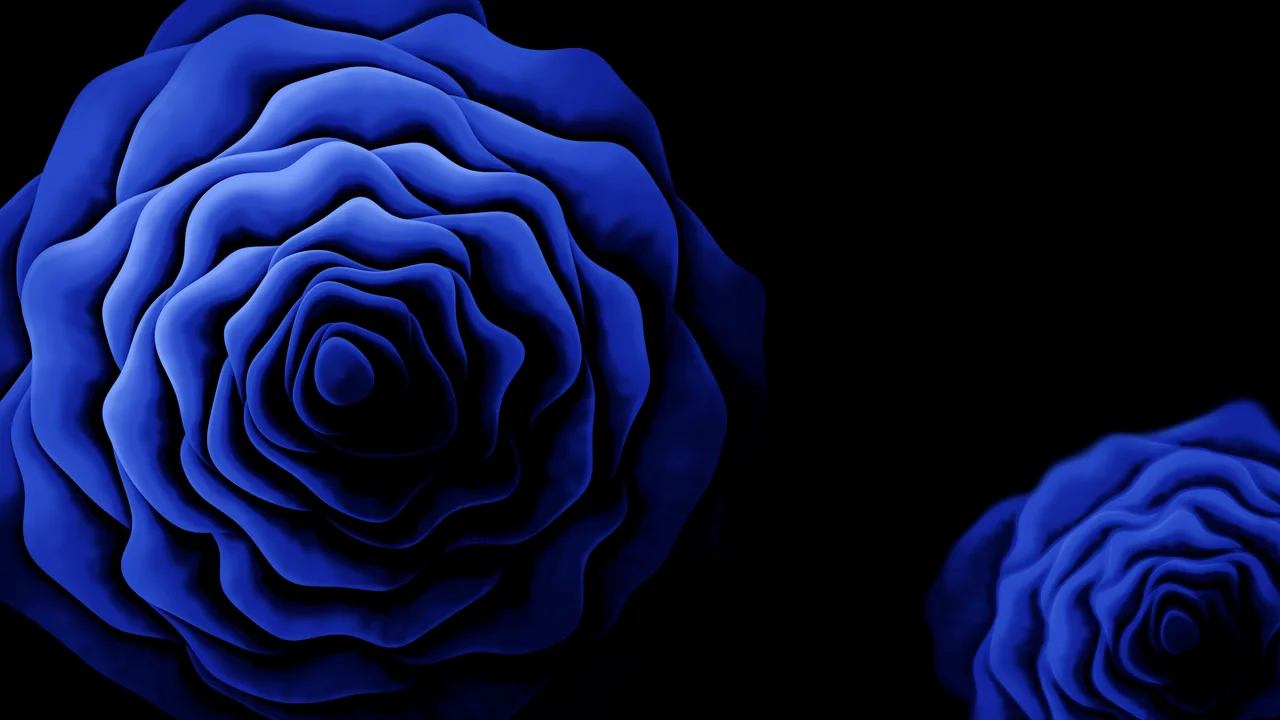 Royal Blue Rose from Above desktop wallpaper in 4K