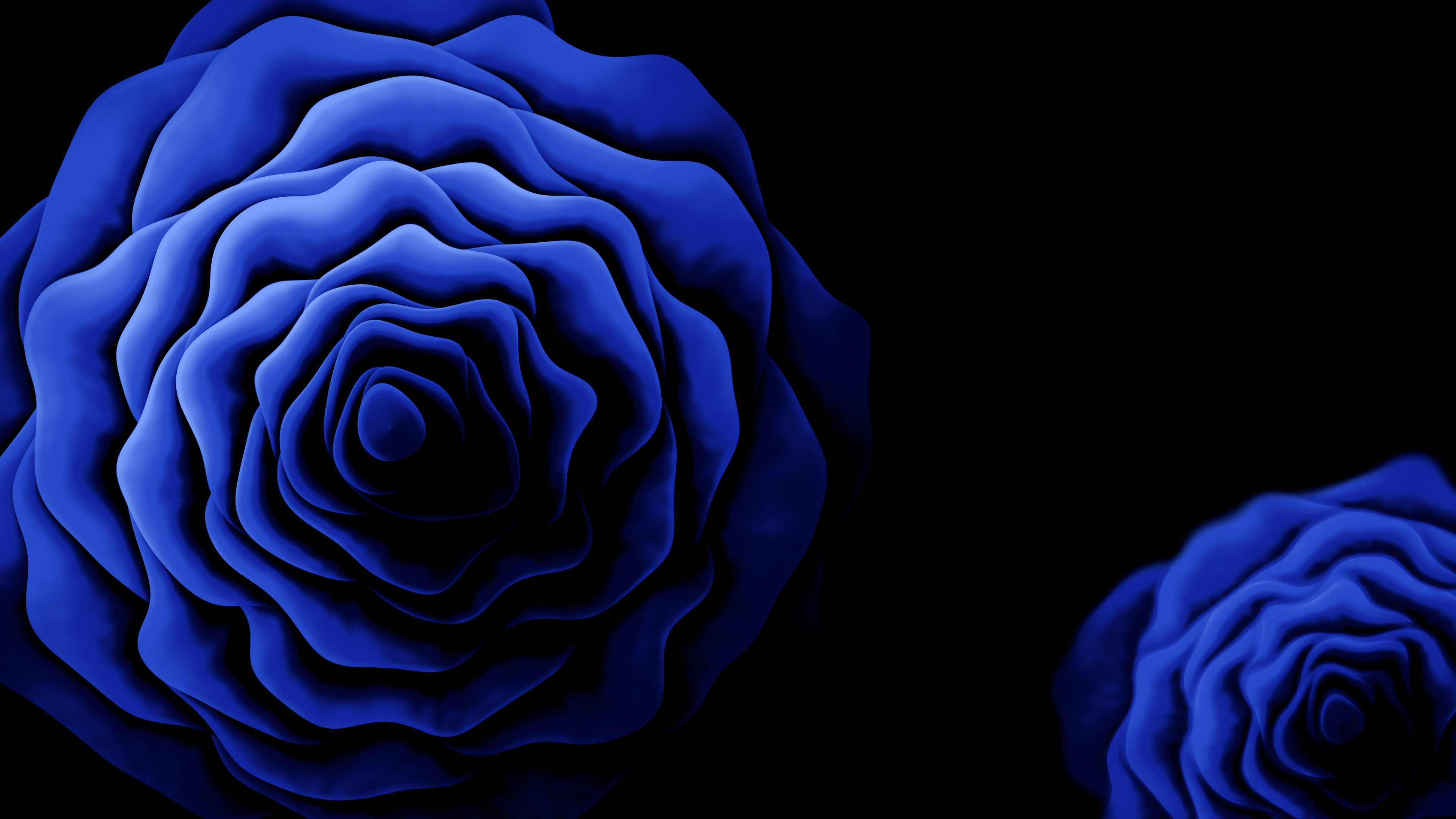 Royal Blue Rose from Above desktop wallpaper in 4K