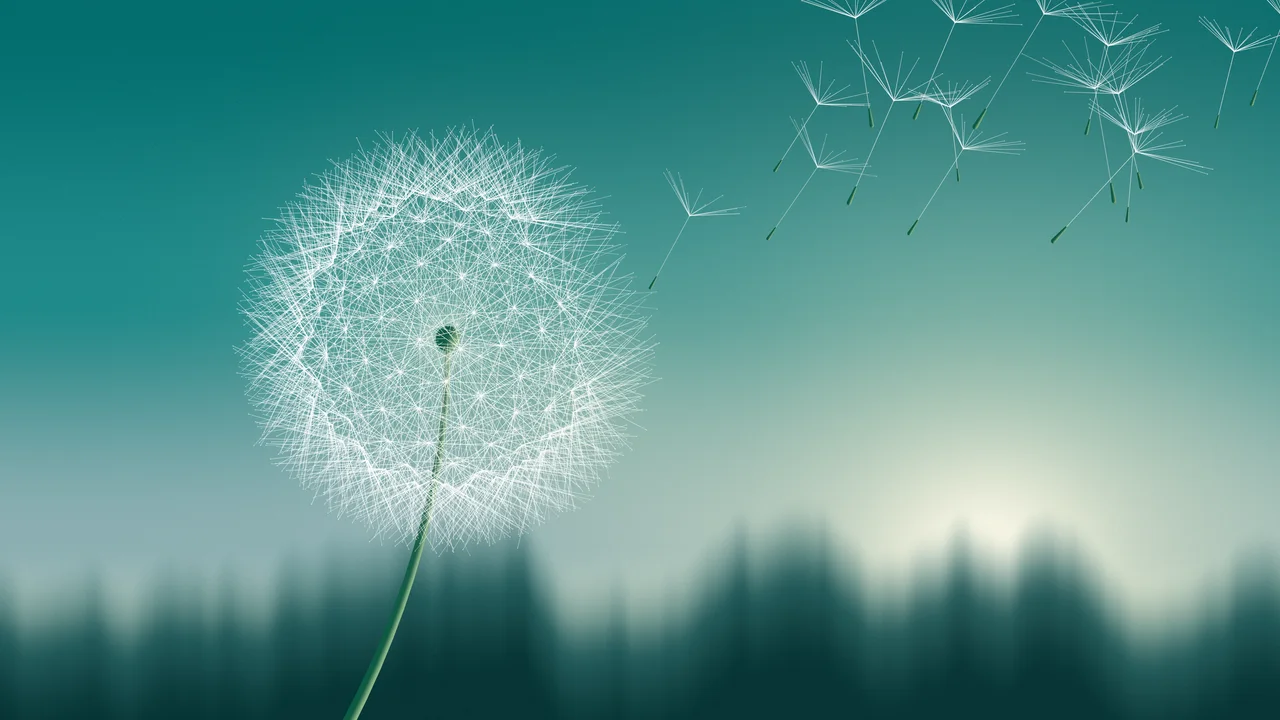 Teal Dandelion desktop wallpaper in 4K