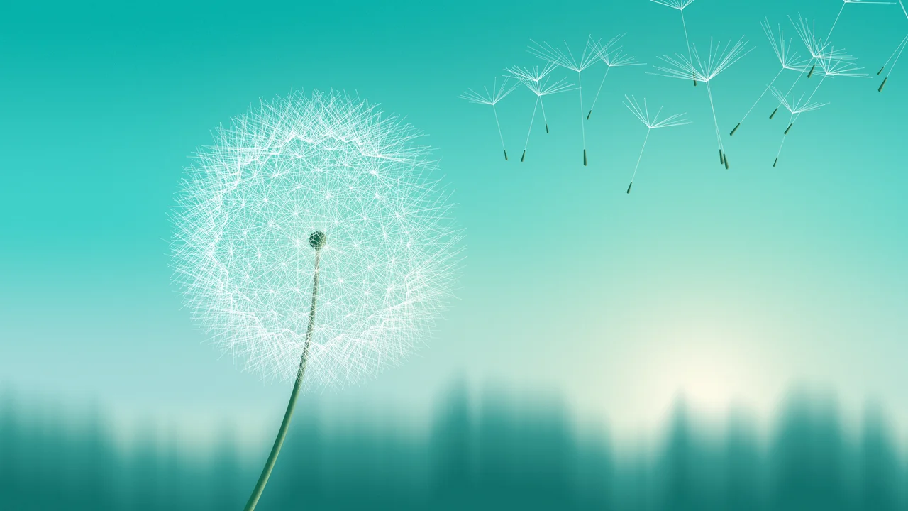 Turquoise Dandelion desktop wallpaper in 4K
