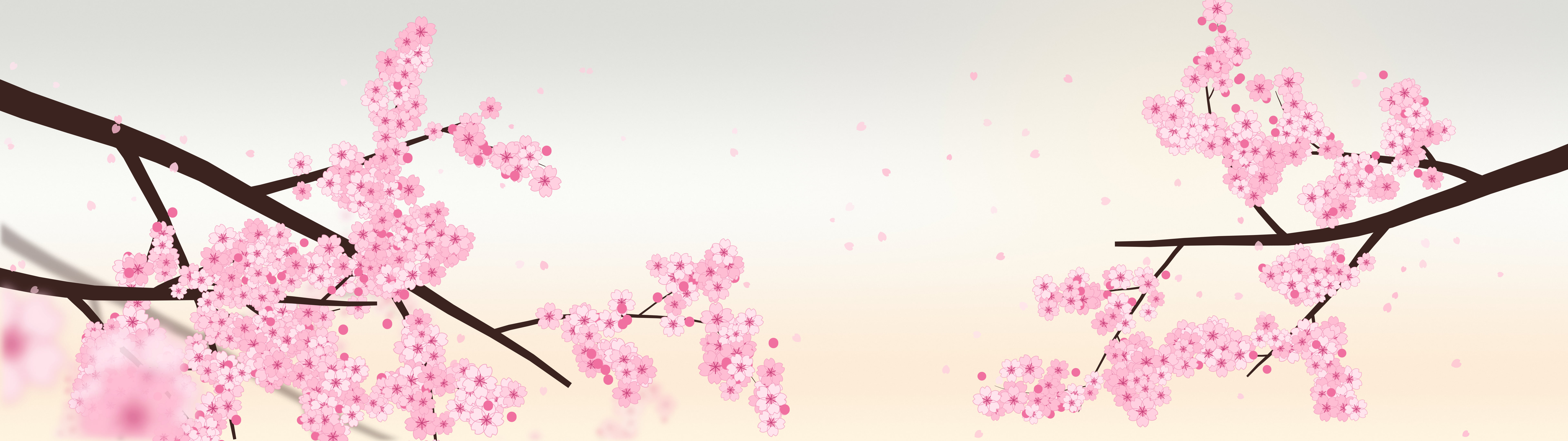 White Cherry Blossom Branch dual monitor wallpaper, 7680 × 2160
