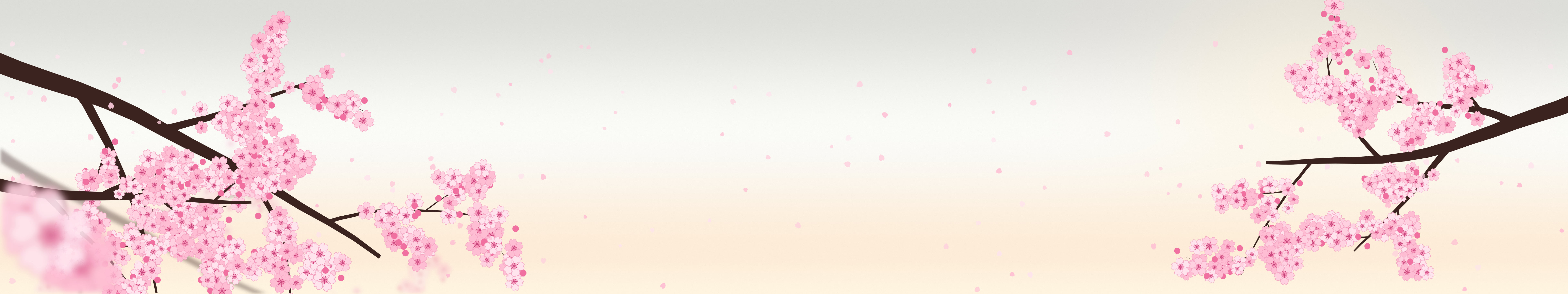 White Cherry Blossom Branch triple monitor wallpaper, 7680 × 1440