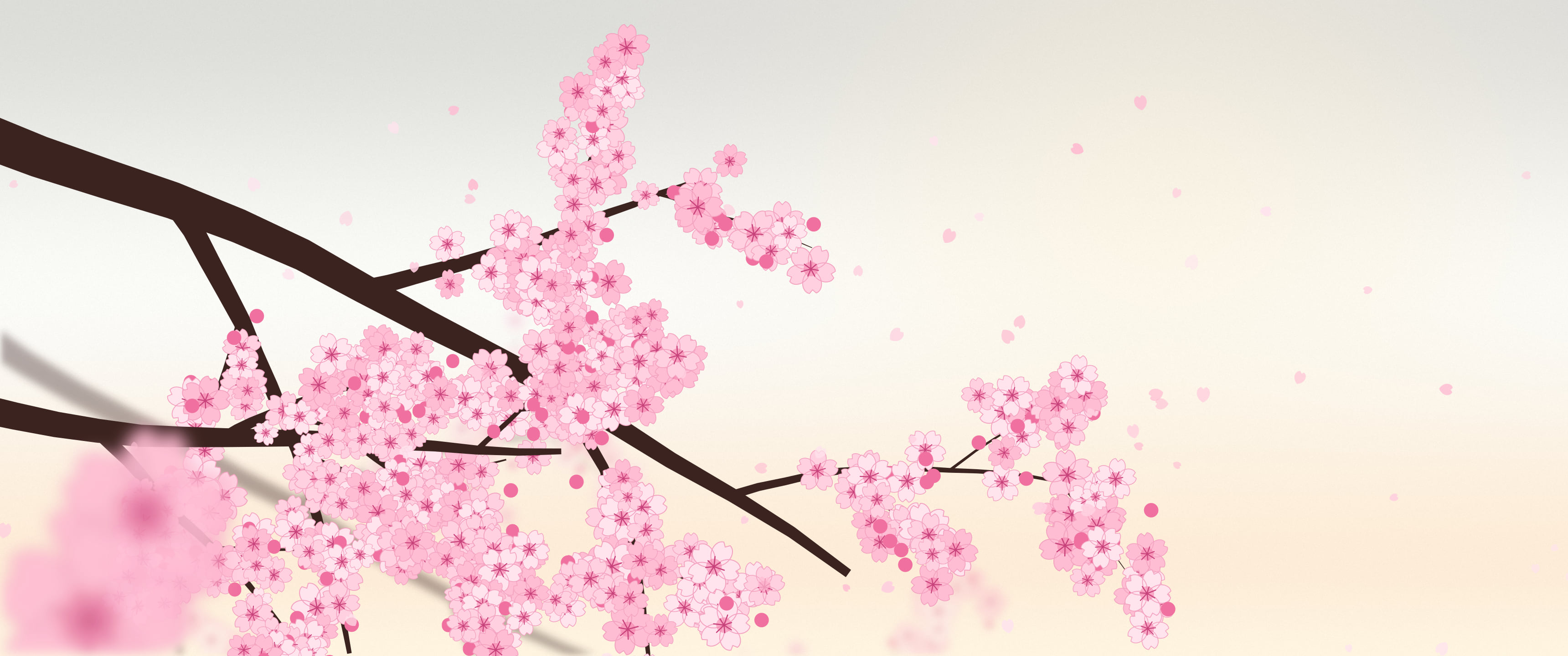 White Cherry Blossom Branch ultrawide wallpaper, 3440 × 1440